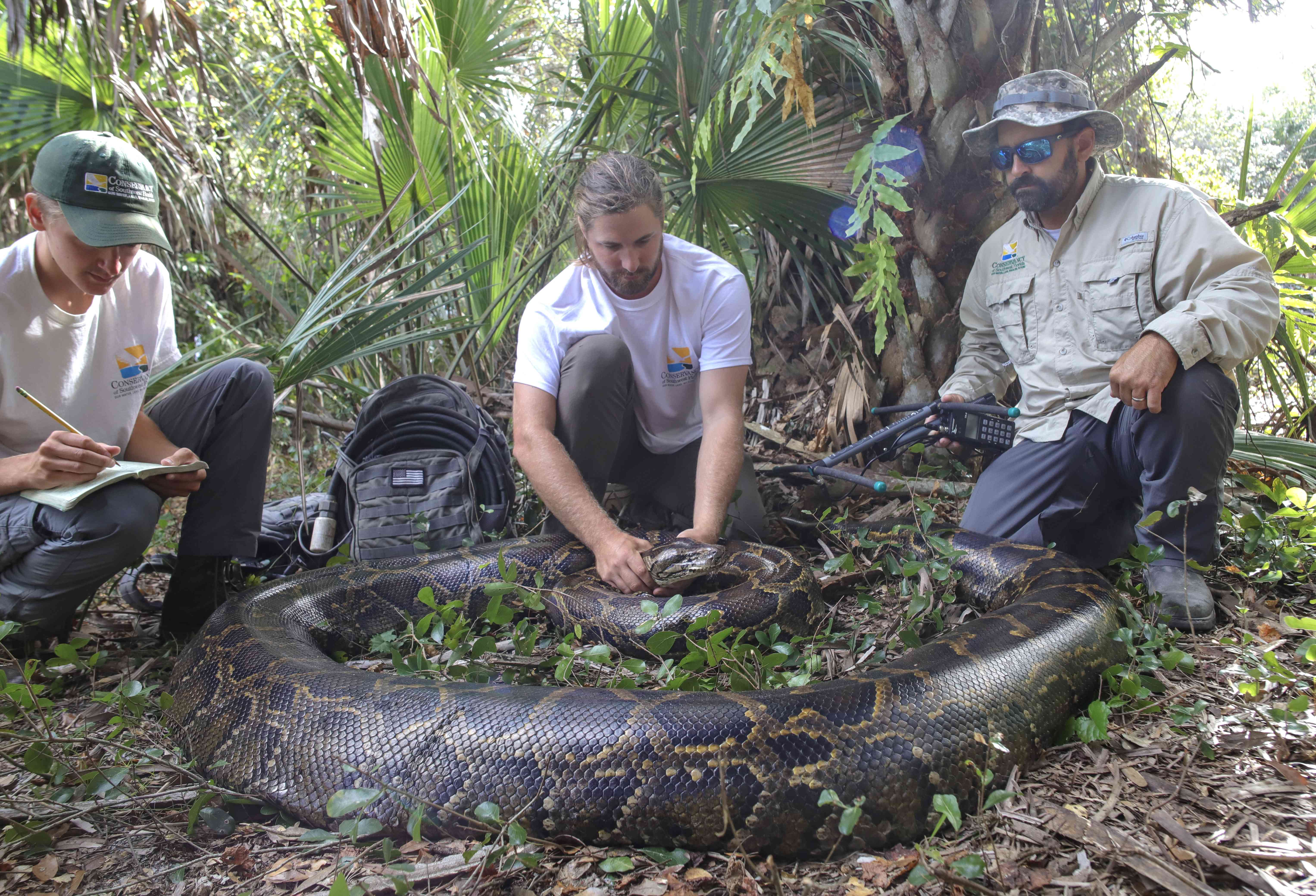 生物学家伊恩·巴托泽克和伊恩·伊斯特林与实习生凯尔·芬德利(左)和一条17.7英尺高、215磅重的雌性缅甸蟒蛇＂width=