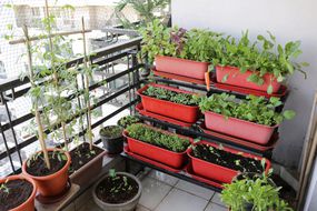 红色的容器堆在阳台的花园里种植蔬菜。＂width=