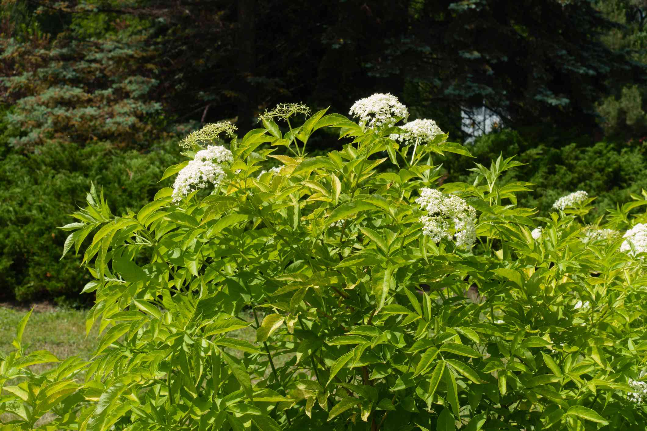 接骨木树一种长有白色花朵的浓密的绿色接骨木树