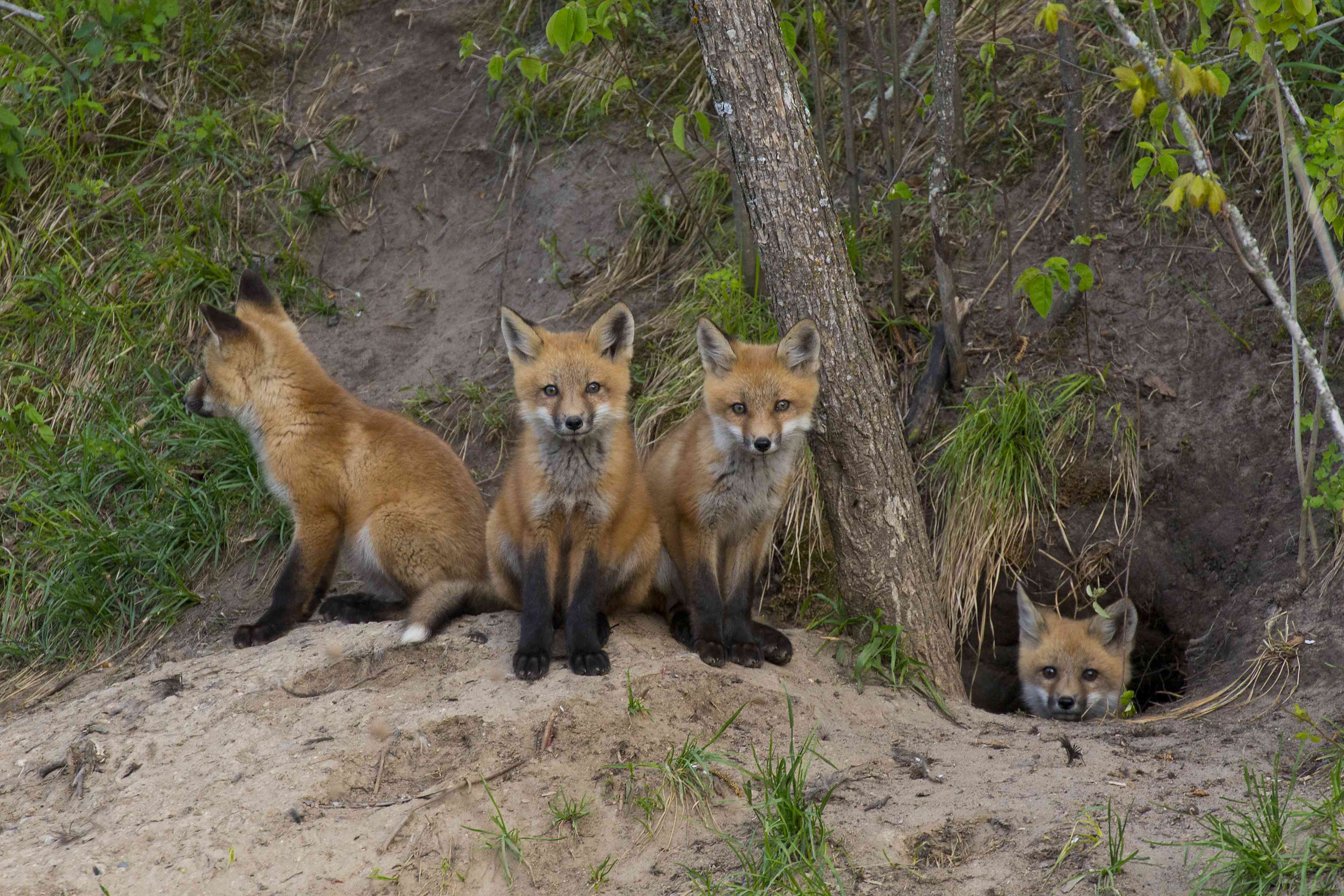 四只小狐狸挤在洞口周围＂width=