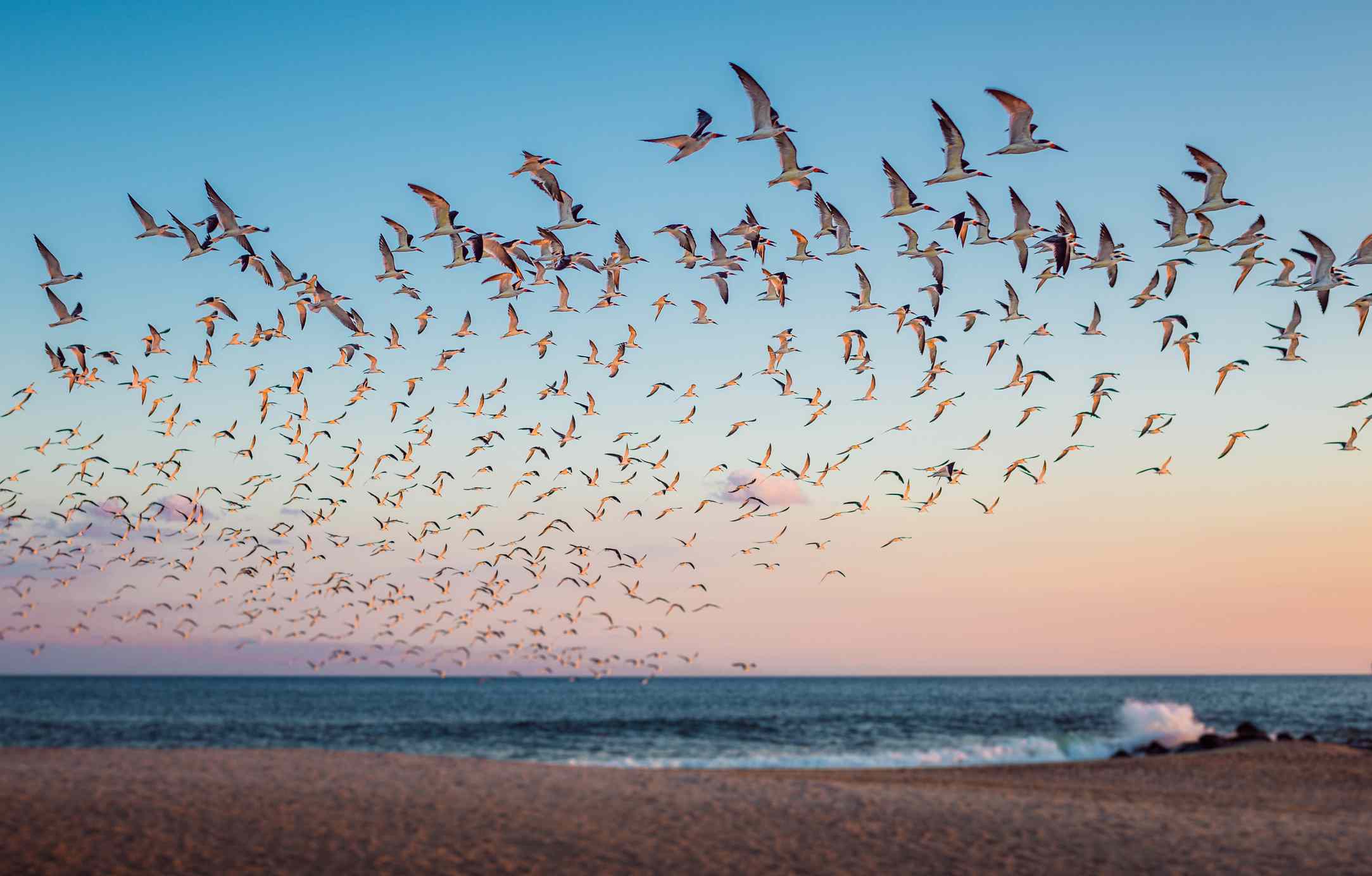 一大群鸟在梅角的海岸上空飞翔，蓝色的天空渐渐变成粉红色