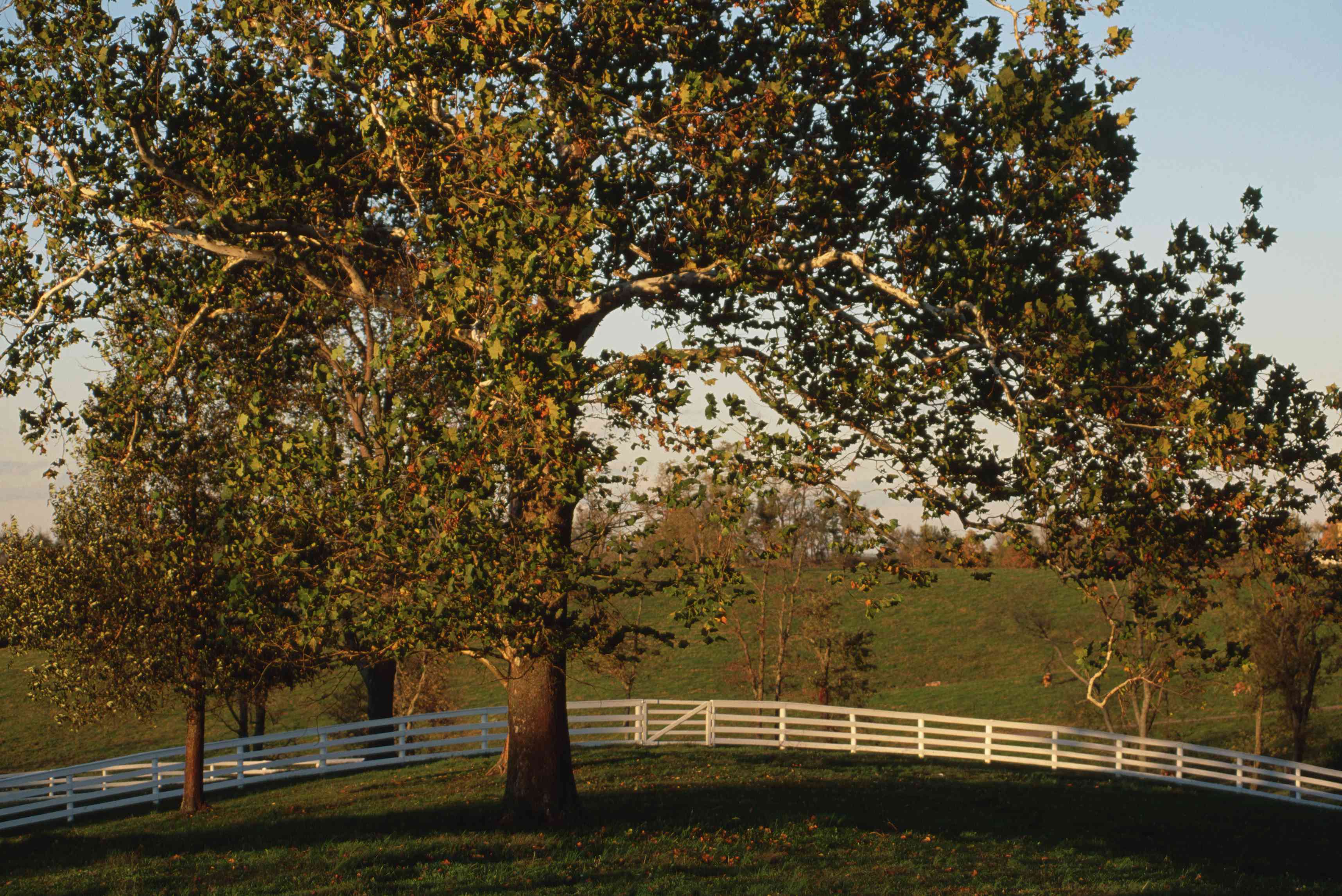 一棵大的绿色田野上的梧桐树，树后面有白色的尖桩篱笆＂width=