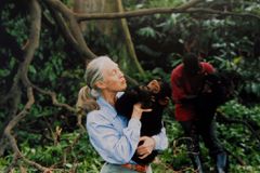 灵长类动物学家珍·古道尔拿着黑猩猩在野外