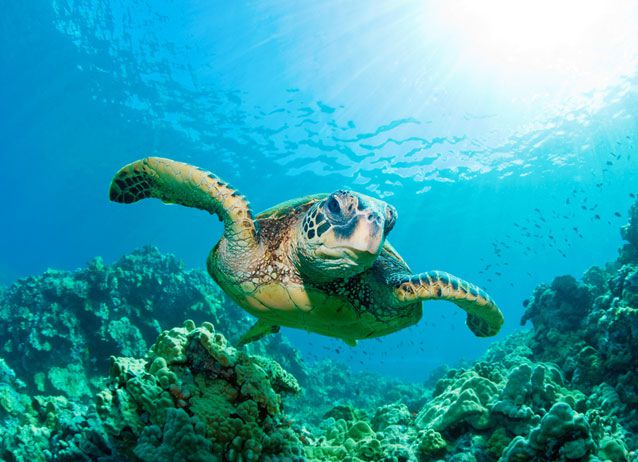 海龟在珊瑚上方的热带水中游泳