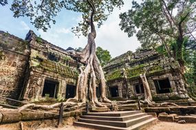 在柬埔寨吴哥，一棵树根巨大的大树生长在一座石砌寺庙周围