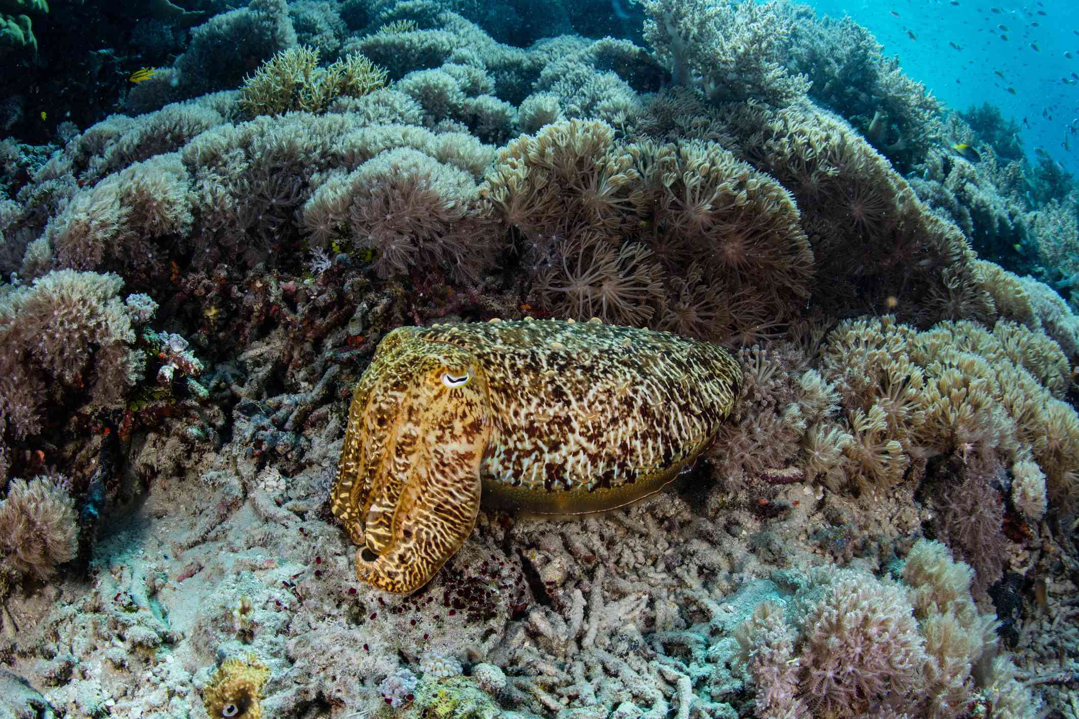 棕褐色和黄色图案的墨鱼在靠近珊瑚的海底休息＂width=