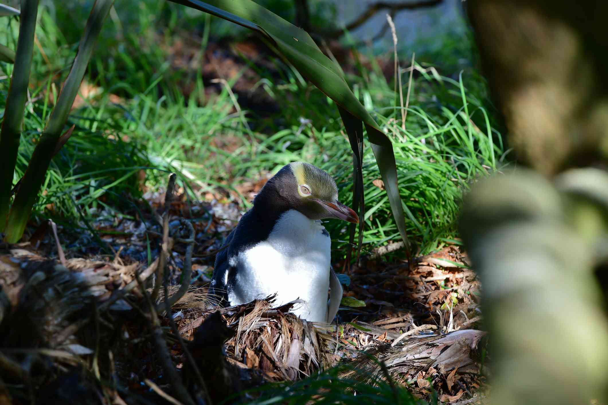 一只带有黄色头羽毛的企鹅坐在森林中的巢穴上“width=