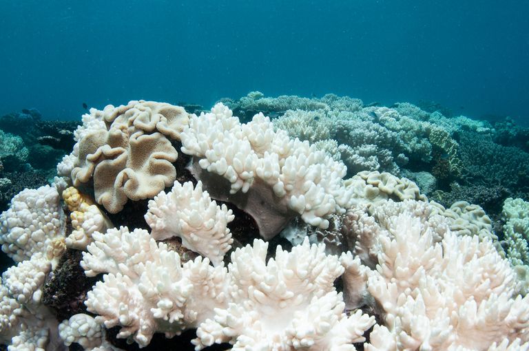 2017年的一次大规模漂白事件中，大堡礁上的珊瑚漂白。“class=