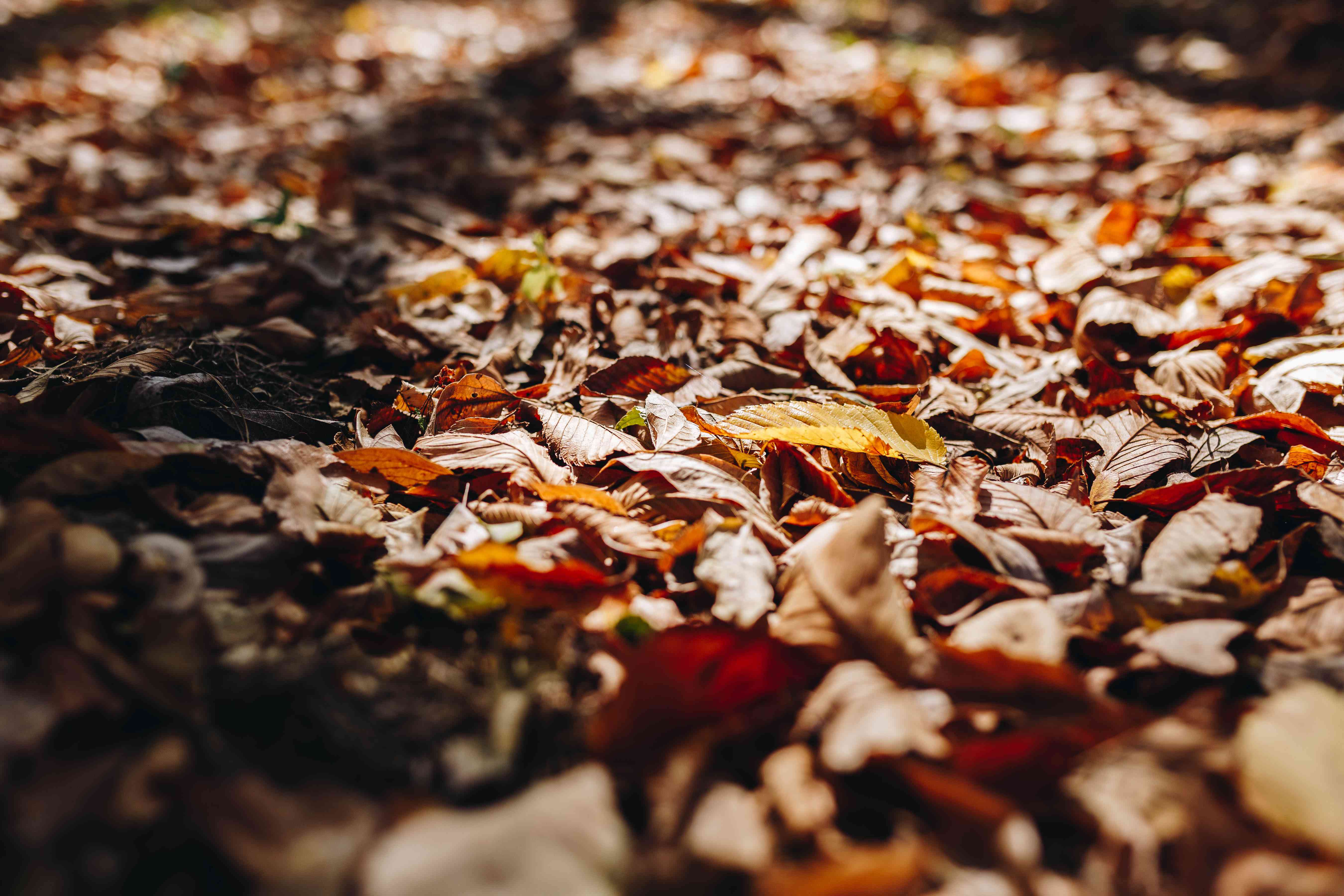 地上一堆堆秋叶