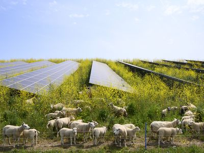 在荷兰的太阳能农场的饲养芥末植物