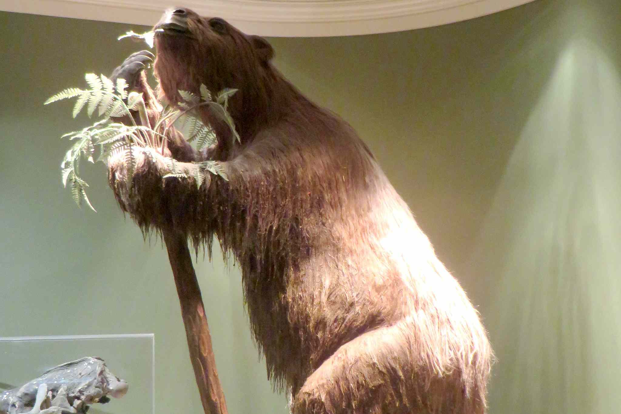 弗恩班克博物馆的巨型地懒模型。巨大的毛茸茸的棕熊像动物塔在棕榈树上，几乎接触到博物馆的天花板＂width=