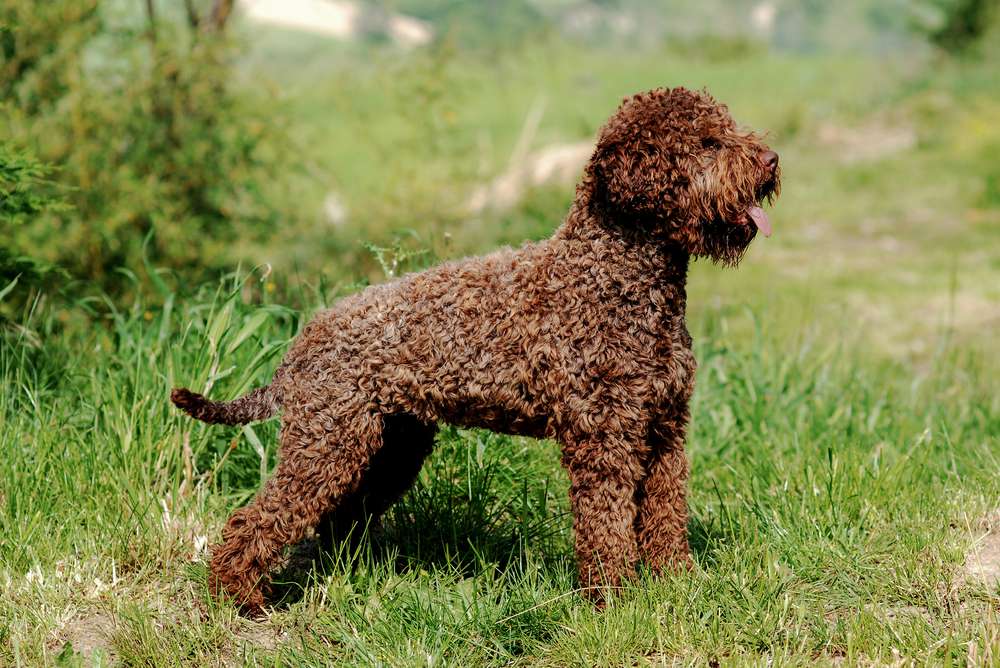 棕色的Lagotto Romagnolo狗站在高高的绿色草丛中