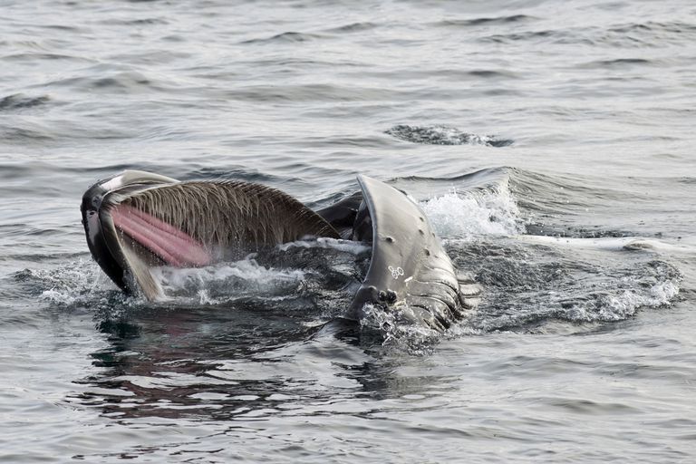 在海面觅食的座头鲸，挪威