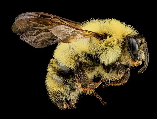 Bombus bimaculatus，或大黄蜂＂width=