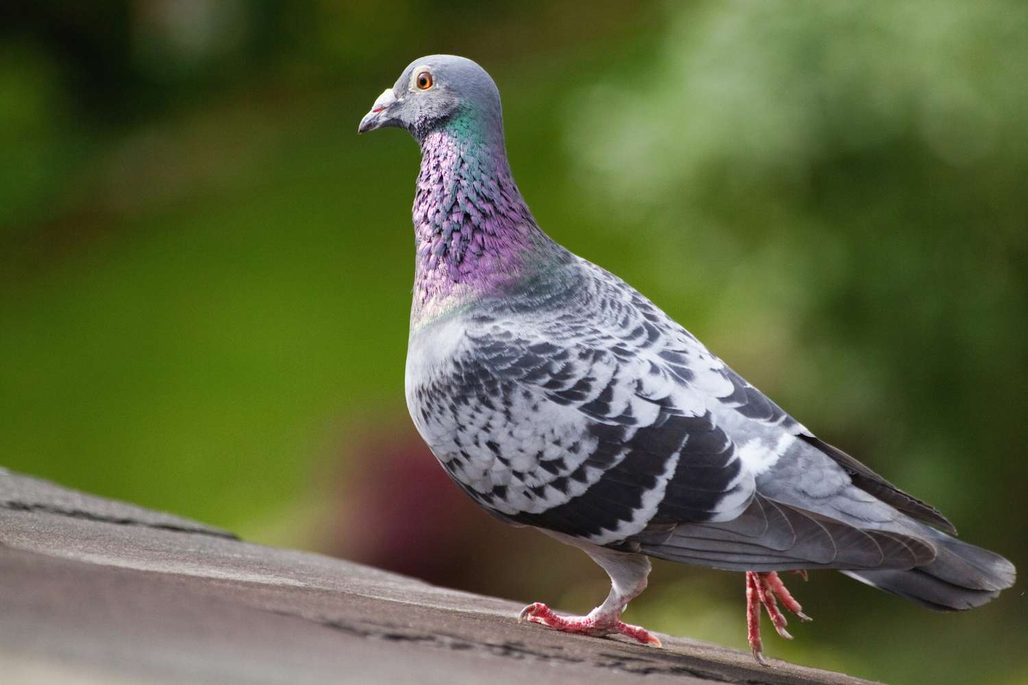 一只白色、紫色和绿色的灰色信鸽站在屋顶上。