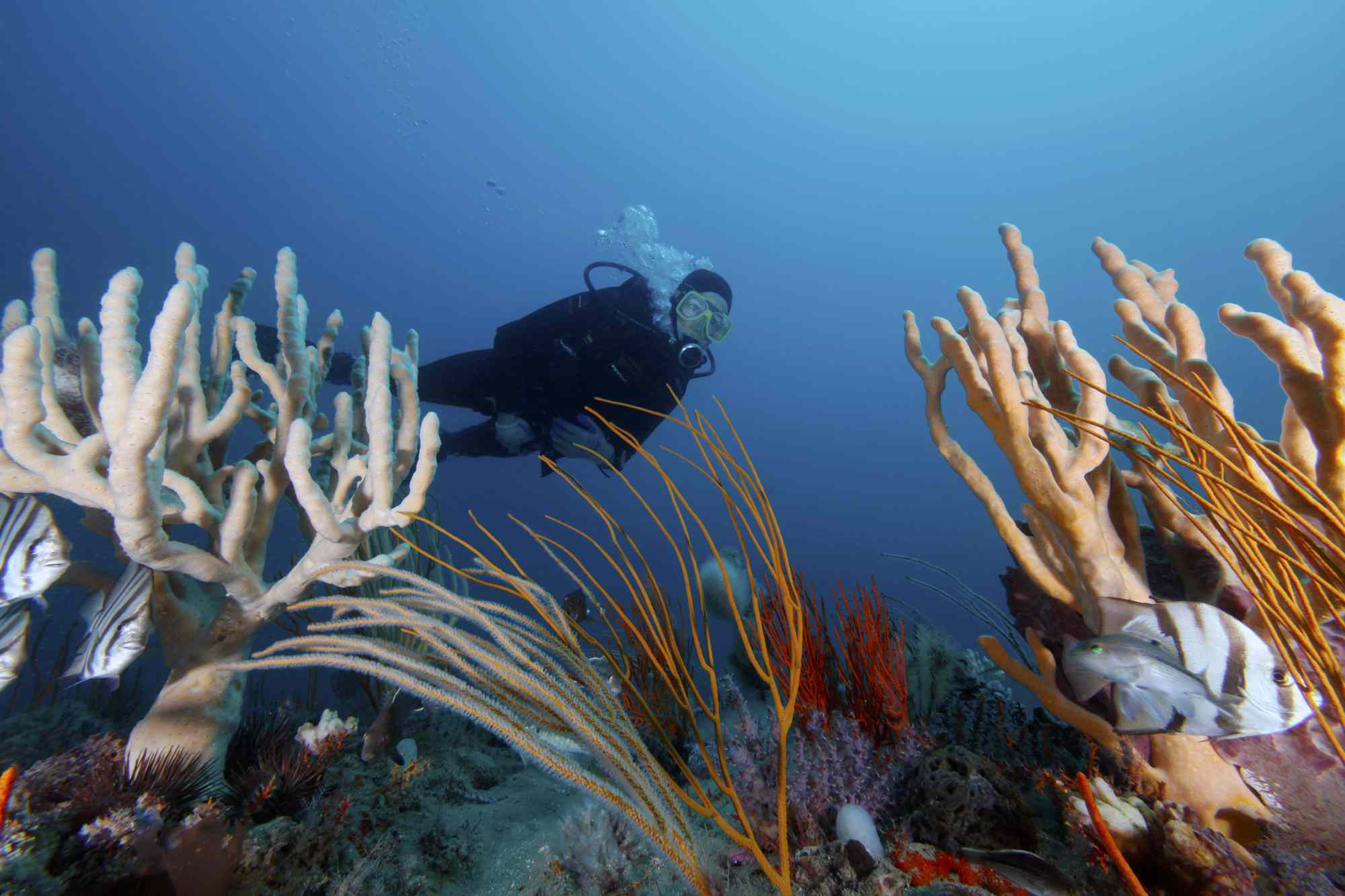 一名潜水员在乔治亚州海岸的格雷珊瑚礁国家海洋保护区的海洋荒野中畅游