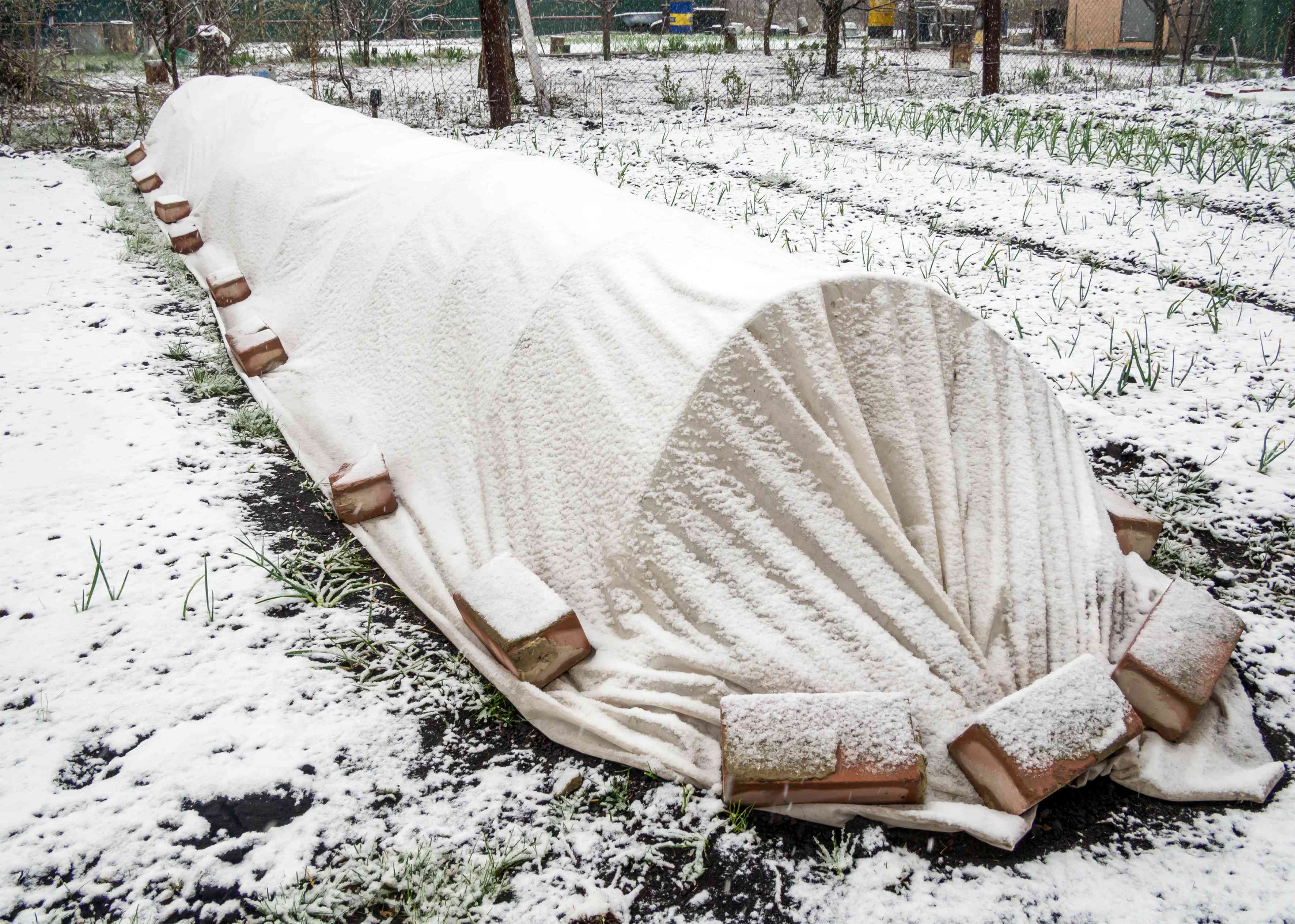 冬季低矮的隧道花园被雪覆盖，毯子可以保持蔬菜温暖。