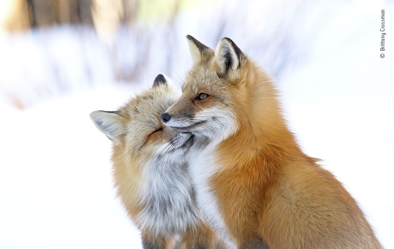 用鼻子蹭红狐狸