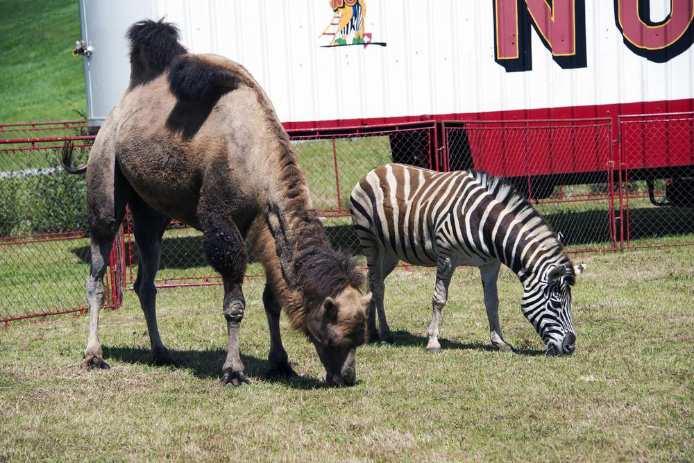 骆驼和斑马在马戏团外面吃草