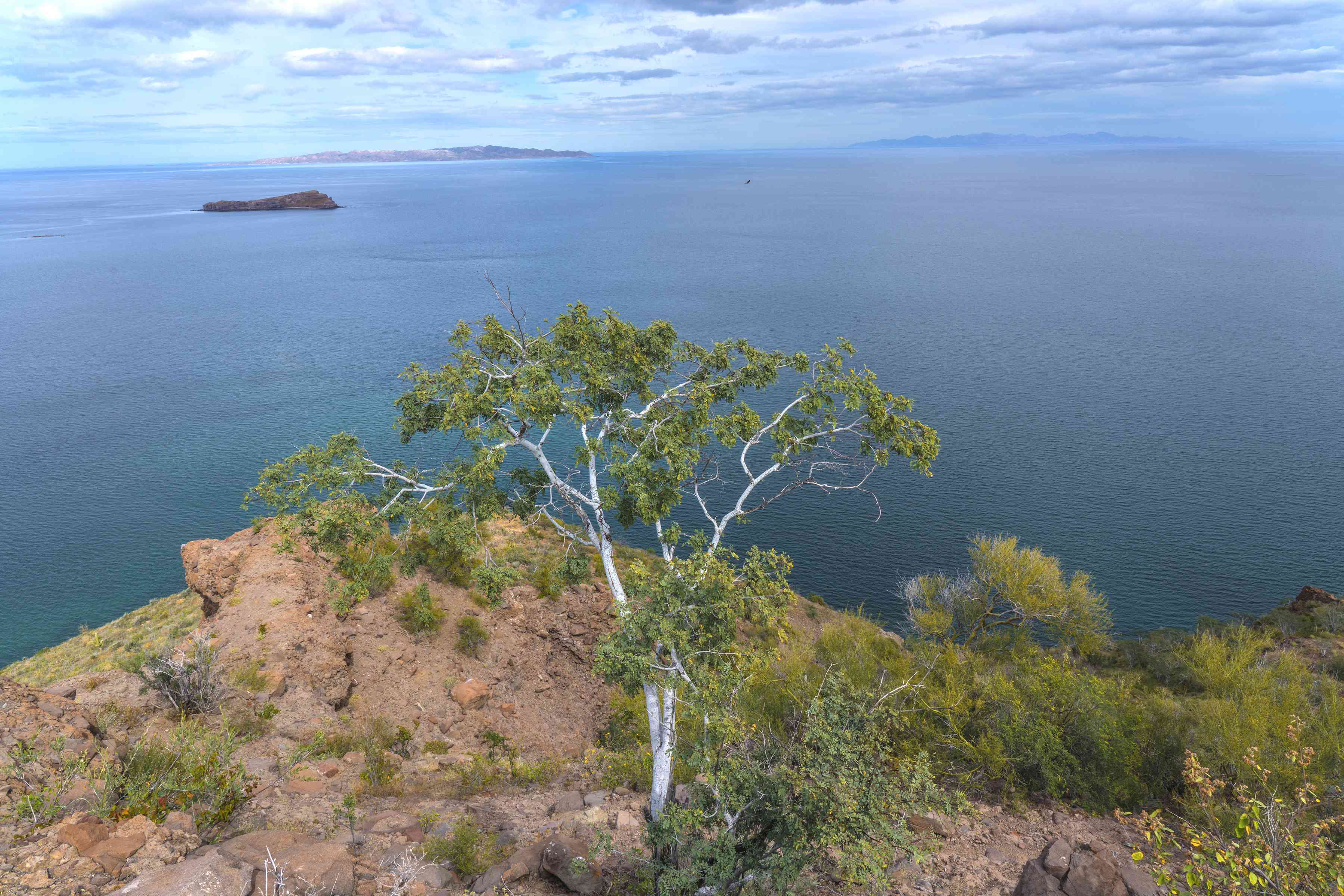 Palo Blanco (Mariosousa heterophylla)