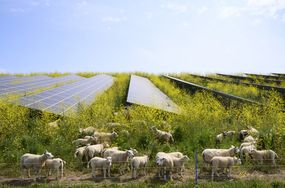 在荷兰的一个太阳能农场，羊群正在吃芥菜