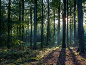 黑森林位于德国Baden-Württemberg，占地超过2000平方英里