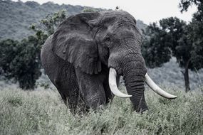 长着大象牙的公象