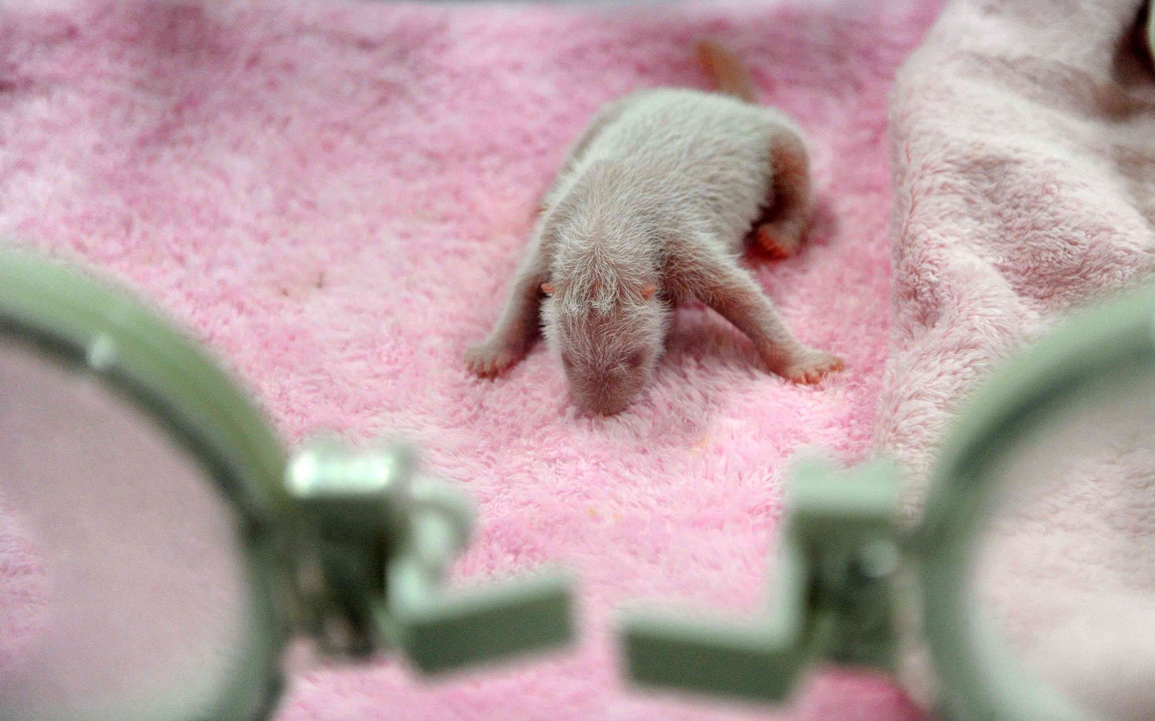 在中国，一只大熊猫宝宝躺在保温箱里的粉色毯子上。