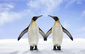 两个国王企鹅并排站在他们的翅膀上触摸“width=