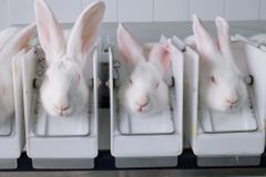 兔子化妆品测试