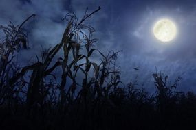 满月在玉米地上空