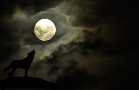 一个戏剧性的满月，伴着狼对着月亮嚎叫的剪影