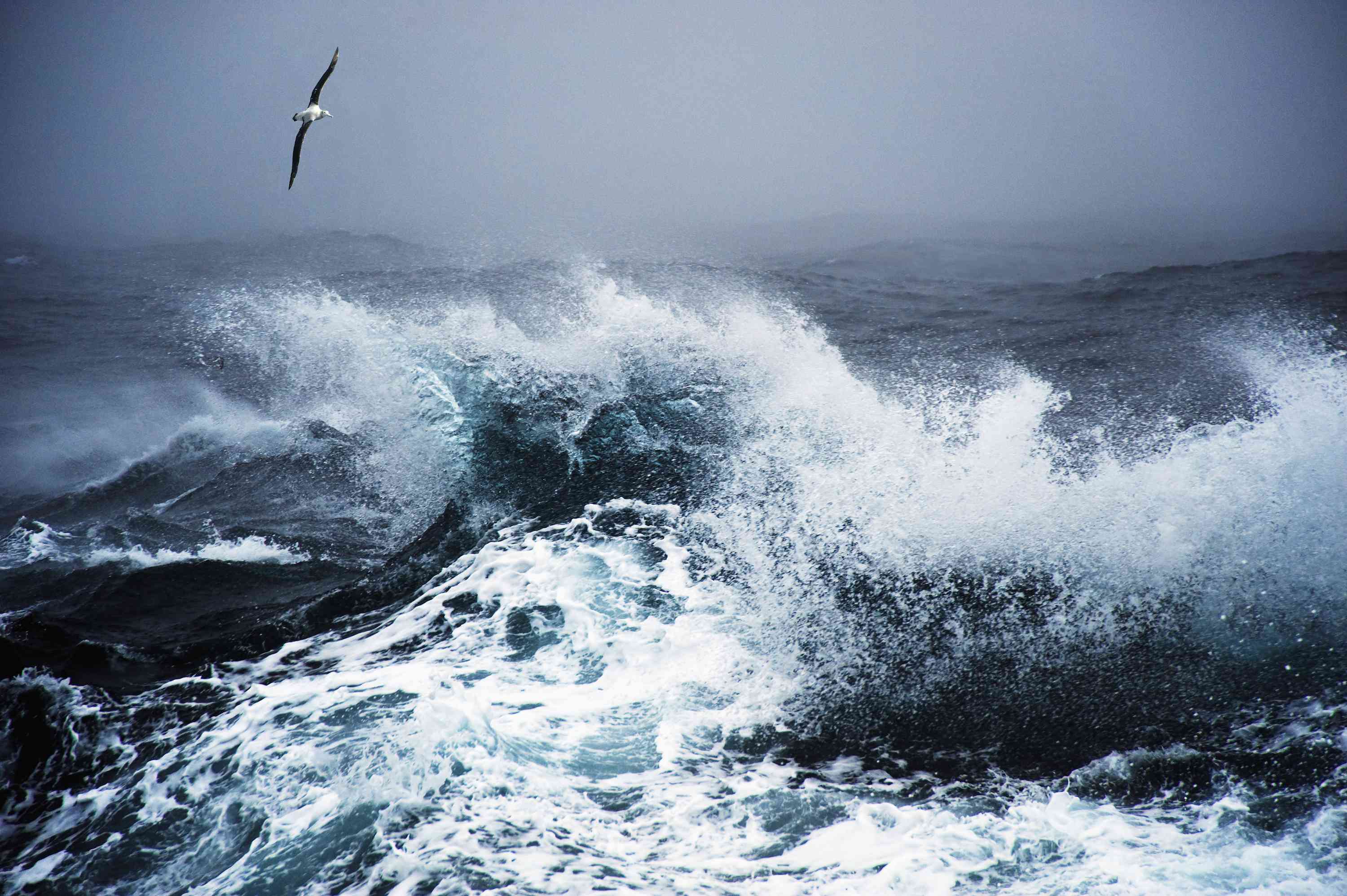 一只漂泊的信天翁在南大西洋德雷克斯通道的波涛汹涌的海面上飞翔。＂width=