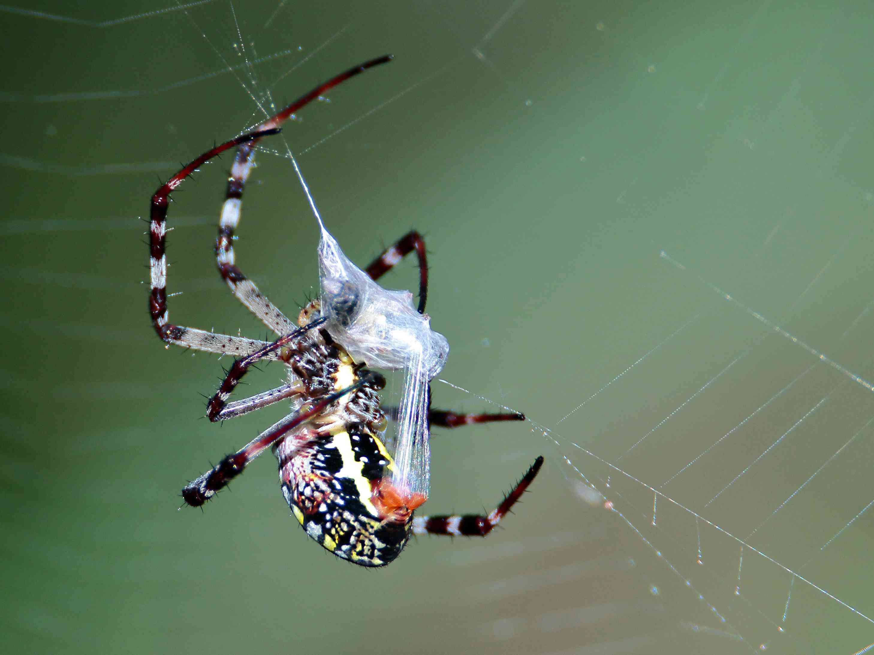 织布蜘蛛用丝包裹猎物