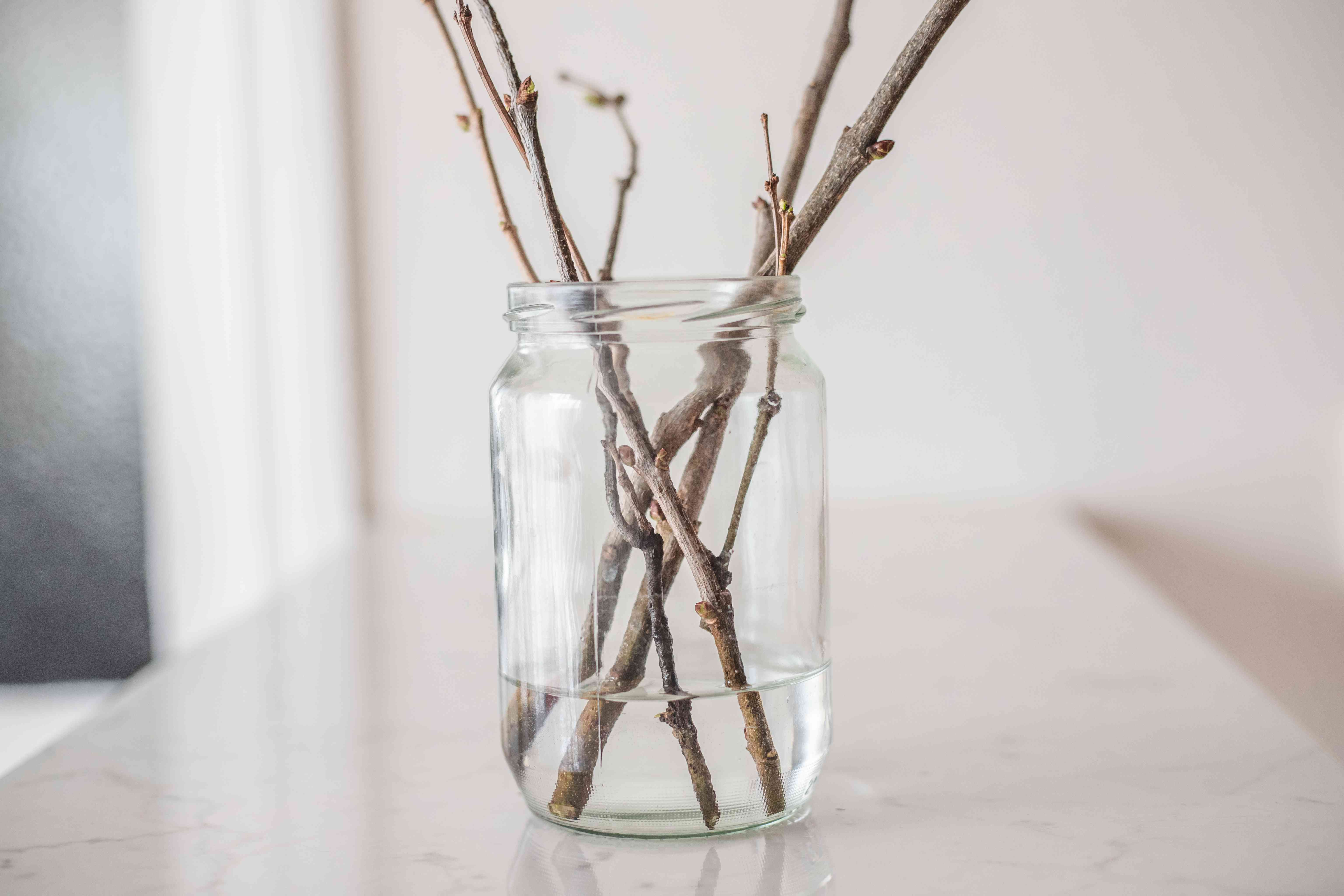 开花的灌木或树枝在玻璃罐中浸泡一夜，放在厨房柜台上