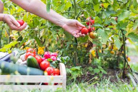 女性的手采摘新鲜的西红柿与蔬菜木箱。-库存照片