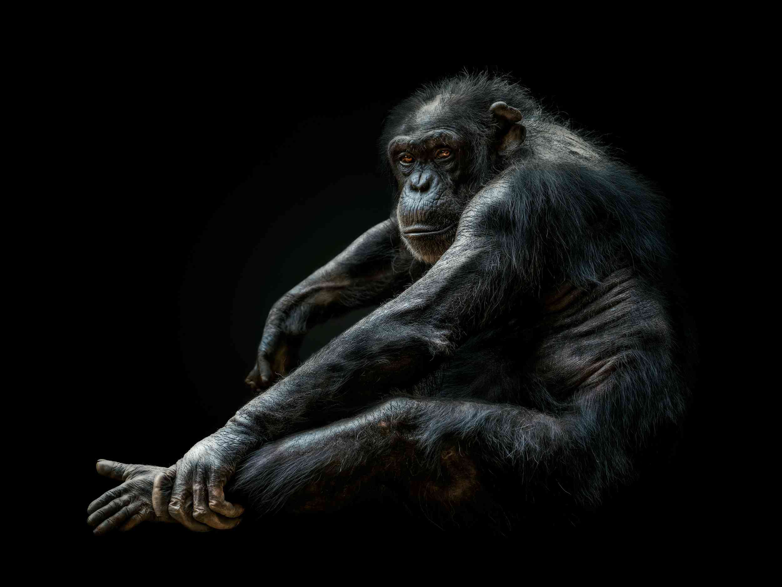 黑猩猩肖像