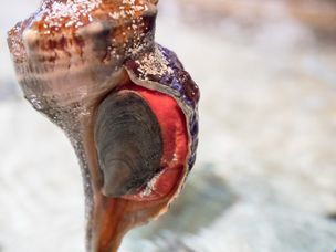 马海螺蜗牛