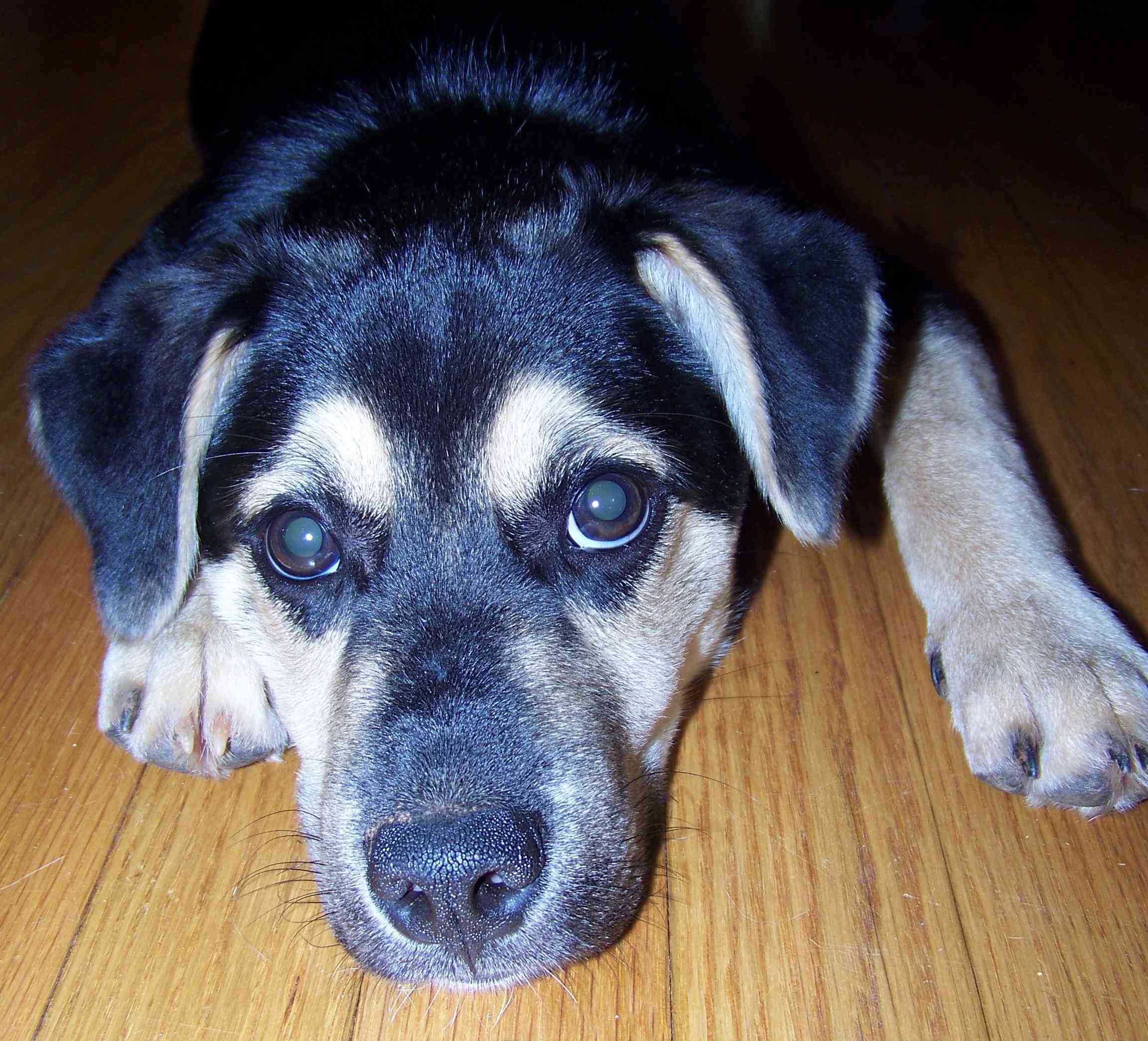 奥蒂斯，一只混血救援犬，幼犬