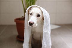 干净的小狗与蓝色的眼睛pose在浴室与毛巾包裹