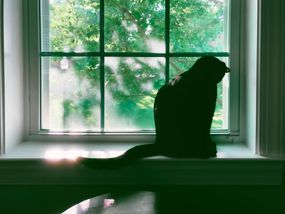黑猫坐在窗台上望着外面“width=