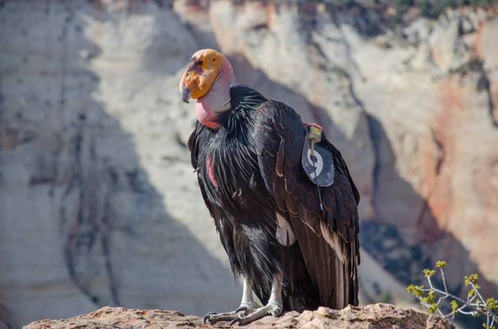 锡安国家公园的秃鹰