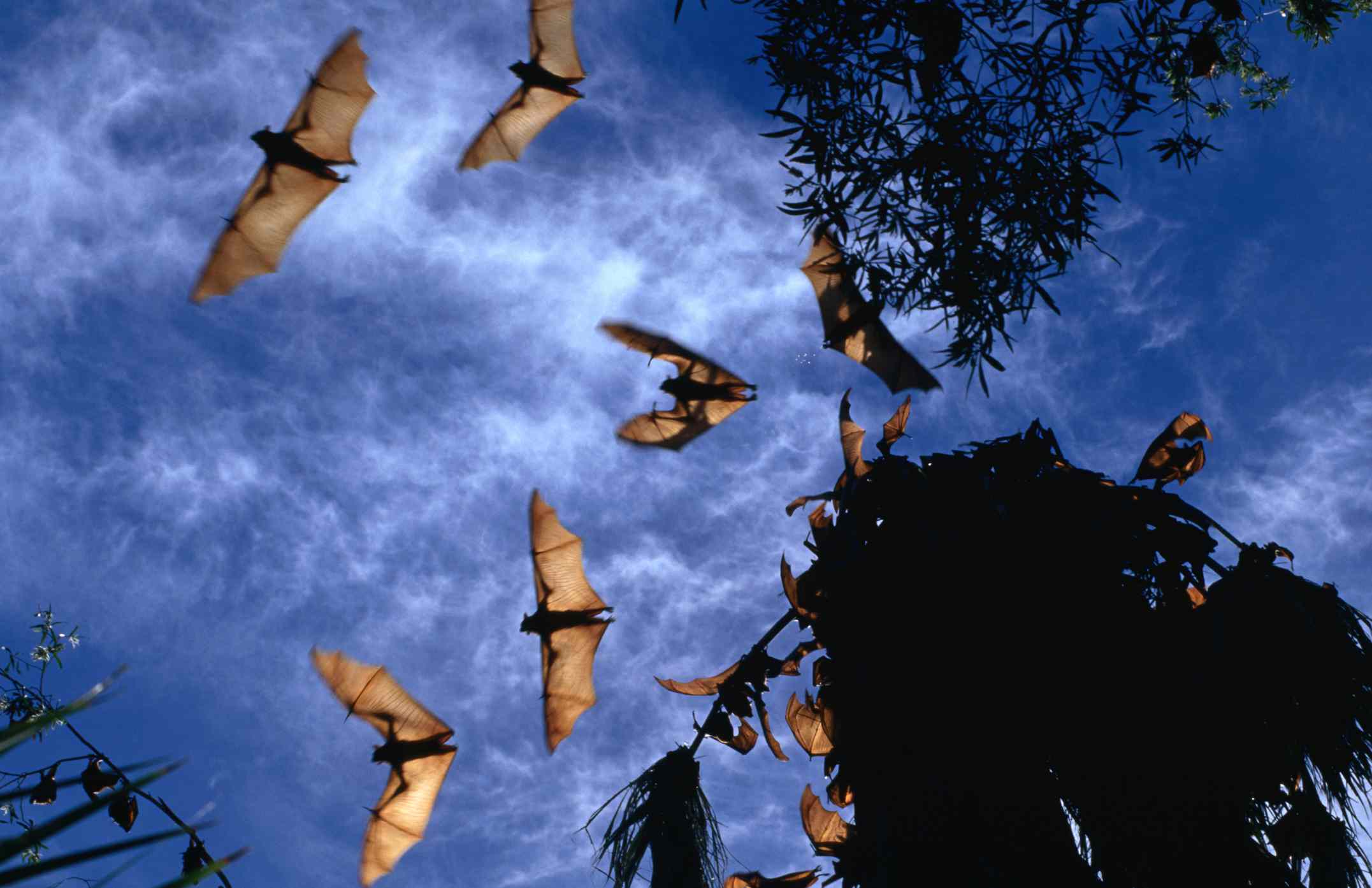 从下方看的狐狸在日落时蝙蝠飞出，有浅云和一些热带澳大利亚树木