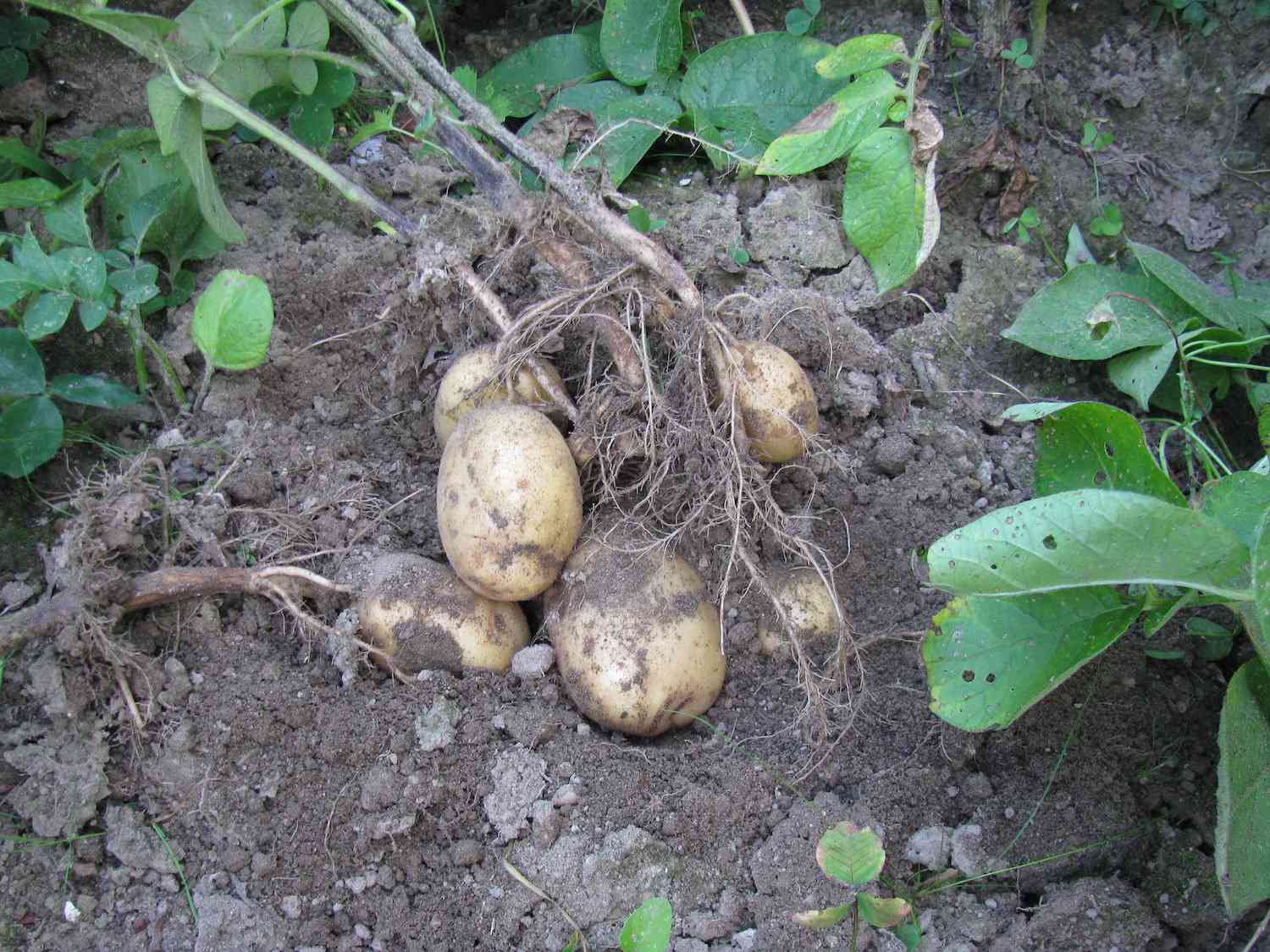 一堆从地面收获的土豆