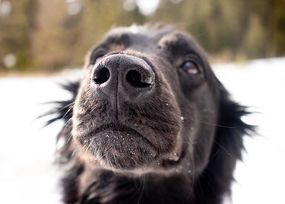 长毛黑狗，湿鼻子在外面的雪