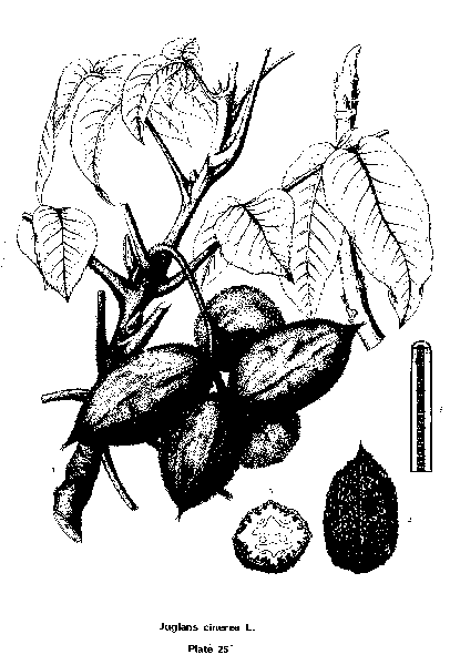 冬,胡桃灰质