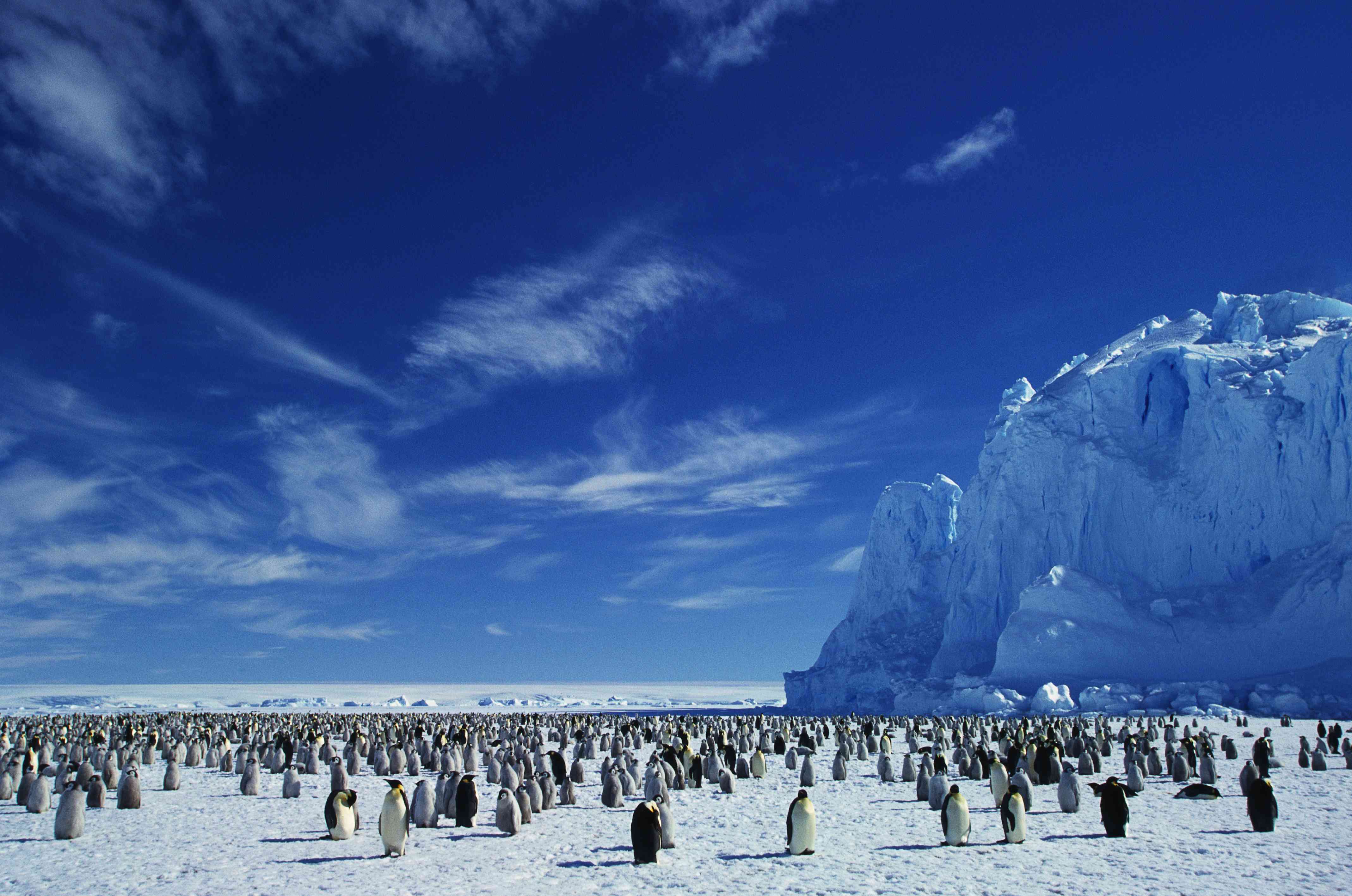南极洲的冰盖上的皇帝企鹅殖民地殖民地“width=