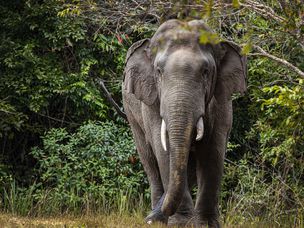 泰国考耶国家公园的印度大象