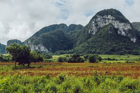 Viñales山谷的景色，一排排的植物生长在地面上，巨大的石灰岩岩层覆盖着绿色植物，在远处白云天空下