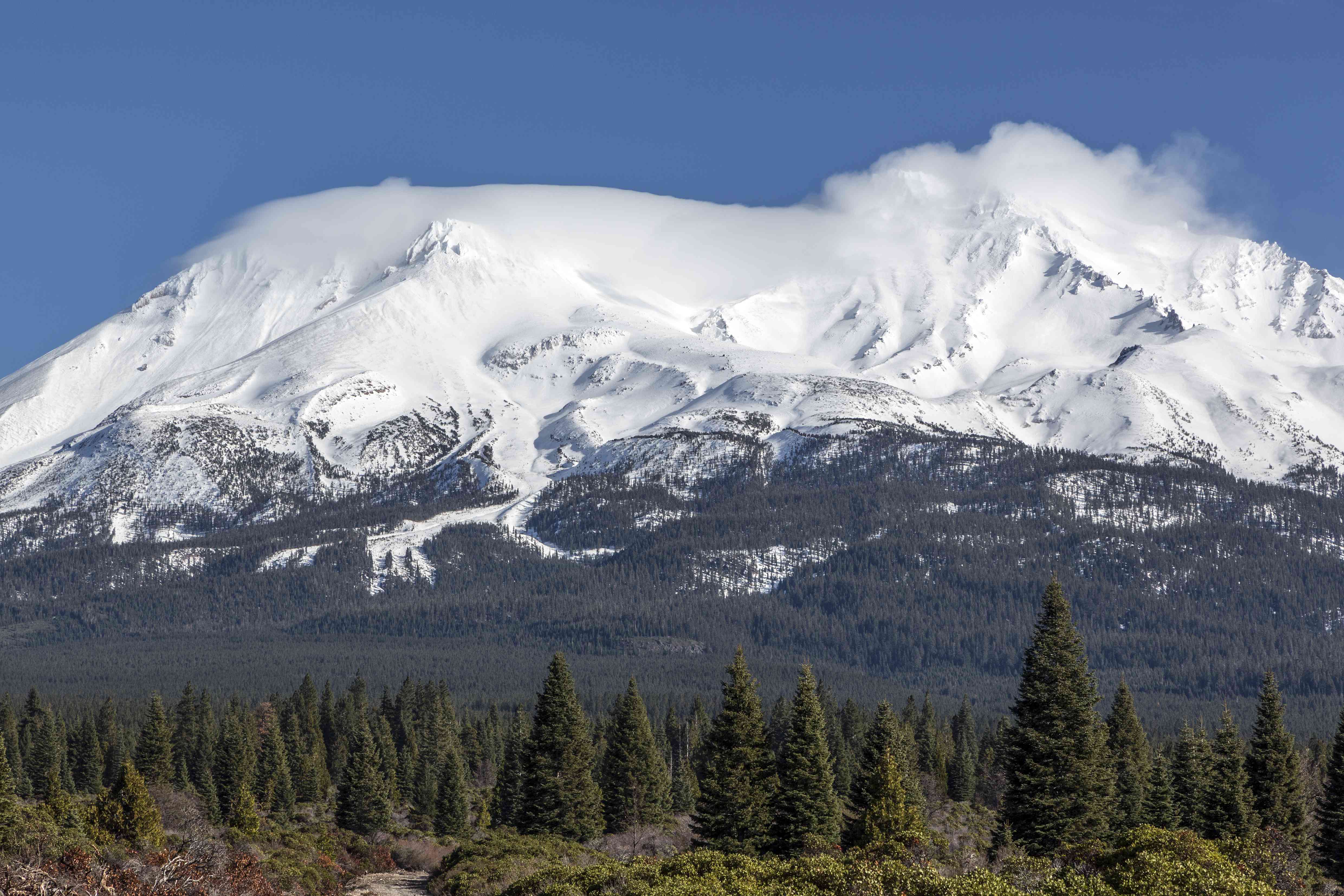 白雪皑皑的沙斯塔山映衬着蓝色的天空，后面是一片针叶树林＂width=